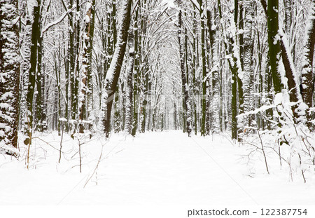 beautiful winter forest and the road beautiful winter forest and the road 122387754