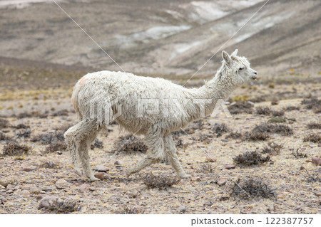 lamas in Andes,Mountains, Peru 122387757