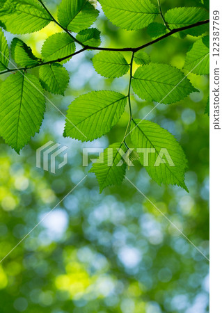 green leaves background in sunny day 122387769