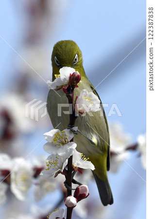 White-eye on a white plum blossom in full bloom (spring image) (heartwarming image) 122387838