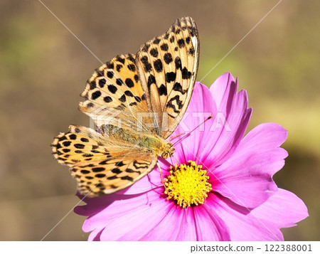 Flower and butterfly butterfly 122388001