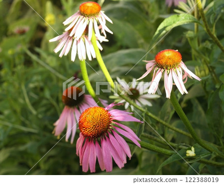 Flowering Echinacea purpurea, also known as purple coneflower, hedgehog coneflower, or echinacea, medical plant. Flowering Echinacea purpurea, also known as purple coneflower, hedgehog coneflower, or echinacea, medical plant. 122388019