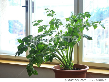 Ribbed celery transplanted into the pot in autumn for fresh stems and leaves in witer. Ribbed celery transplanted into the pot in autumn for fresh stems and leaves in witer. 122388024