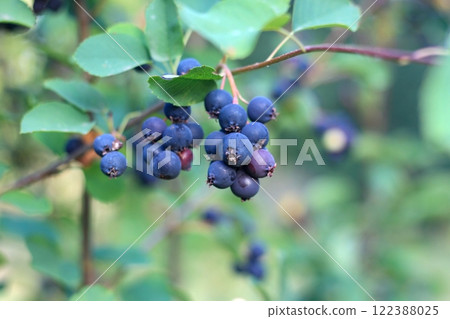 Branch with berries of Amelanchier alnifolia called Saskatoon, Serviceberry, western serviceberry or dwarf shadbush. 122388025