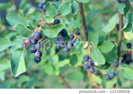 Branch with berries of Amelanchier alnifolia called Saskatoon, Serviceberry, western serviceberry or dwarf shadbush. 122388026