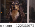 臘腸犬凝視 122388073