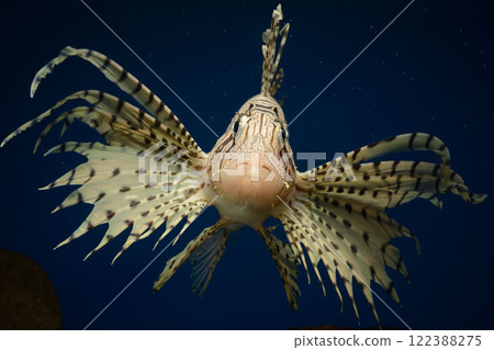 獅子魚, 獅子魚, 有毒魚, 獅子魚, 正面 122388275