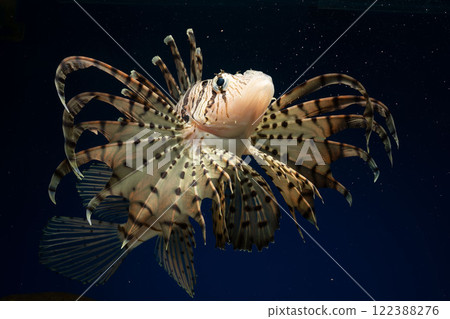 獅子魚、獅子魚、有毒魚 122388276