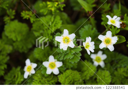 Kitadakeso blooming on Mt. Kitadake 122388541
