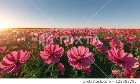 Cosmos at dusk 122388795