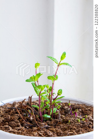 Mint grows in a stylish white pot, decorating the interior, on the windowsill as an ornamental plant, creating an eco-friendly atmosphere at home, and creating a spring mood 122388820