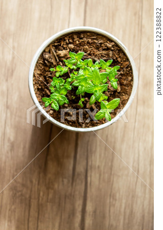 Mint grows in a pot, decorating the interior, creating an eco-friendly environment in the room, and creating a spring mood 122388822