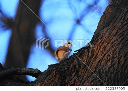 A flying squirrel climbing a tree in winter 122388905