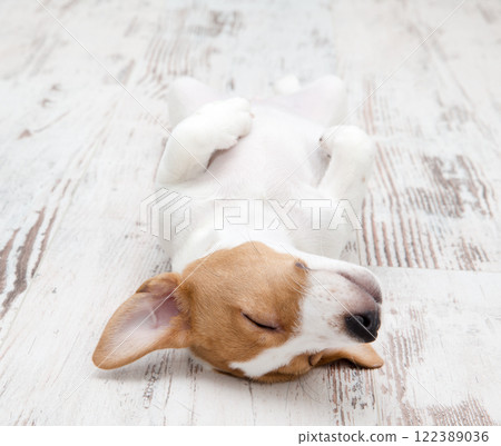 Dog. Jack Russell Terrier puppy isolated on white background 122389036