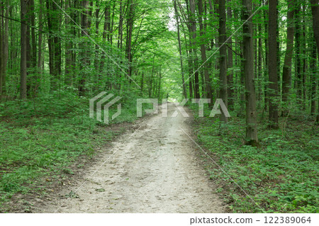 Forest trees. nature green wood sunlight backgrounds Forest trees. nature green wood sunlight backgrounds 122389064