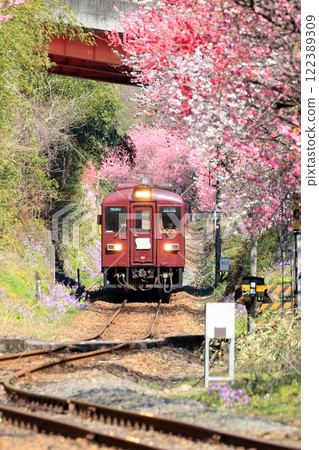 Watarase Keikoku Railway "A train running near Kobe Station where peach blossoms are in bloom" Watarase Keikoku Railway "A train running near Kobe Station where peach blossoms are in bloom" 122389309