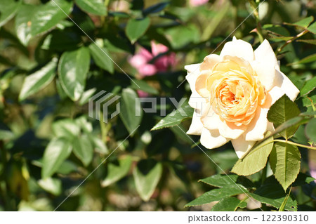 略帶粉紅色的秋玫瑰 略帶粉紅色的秋玫瑰 122390310