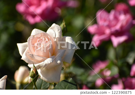 淡粉色秋玫瑰 122390875
