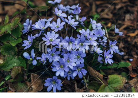 A clump of beautiful blue liverwort (Hepatica nobilis), one of spring's most magnificent flowers 122391054