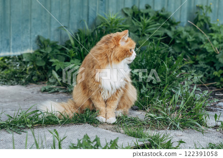 Portrait of a red cat against a green lawn. Red cat on a walk in good warm weather Portrait of a red cat against a green lawn. Red cat on a walk in good warm weather 122391058