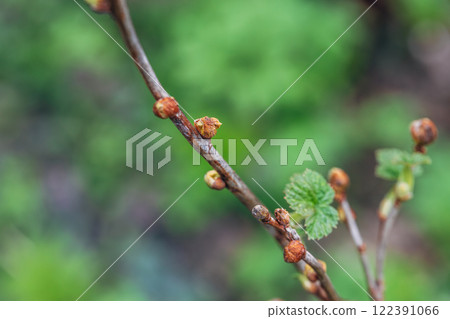 Blackcurrant Gall or Big Bud Mite pest. Infected enlarged round buds on young currant bush in Spring 122391066
