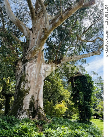 A nest box hidden in a small tree in a nature-rich park promotes bird activity 122391104