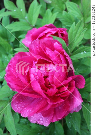 Peony ~ ~ ✿Peony✿ ~ ~ Peony ~ ~ ✿Peony✿ ~ ~ 122391242