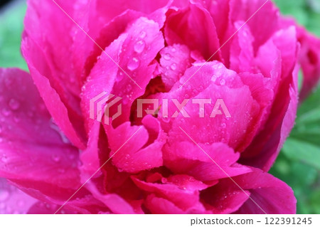 Peony ~ ~ ✿Peony✿ ~ ~ Peony ~ ~ ✿Peony✿ ~ ~ 122391245