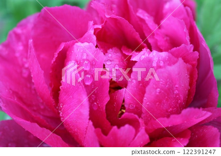 Peony ~ ~ ✿Peony✿ ~ ~ Peony ~ ~ ✿Peony✿ ~ ~ 122391247