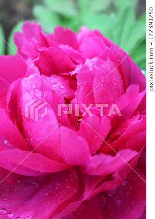 Peony ~ ~ ✿Peony✿ ~ ~ Peony ~ ~ ✿Peony✿ ~ ~ 122391250
