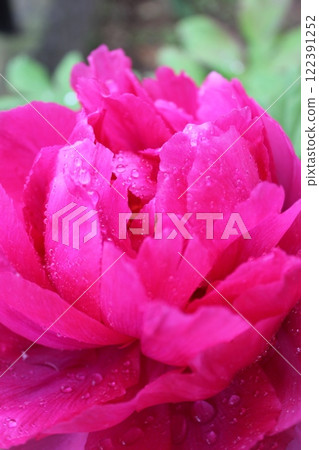 Peony ~ ~ ✿Peony✿ ~ ~ Peony ~ ~ ✿Peony✿ ~ ~ 122391252