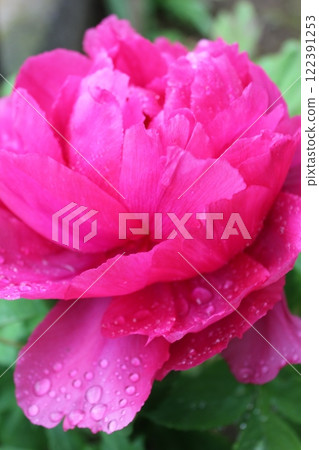 Peony ~ ~ ✿Peony✿ ~ ~ Peony ~ ~ ✿Peony✿ ~ ~ 122391253