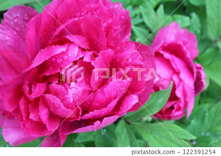 Peony ~ ~ ✿Peony✿ ~ ~ Peony ~ ~ ✿Peony✿ ~ ~ 122391254