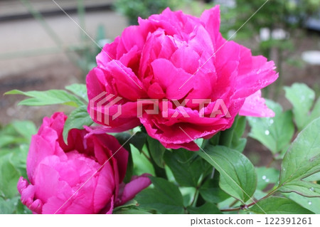 Peony ~ ~ ✿Peony✿ ~ ~ Peony ~ ~ ✿Peony✿ ~ ~ 122391261