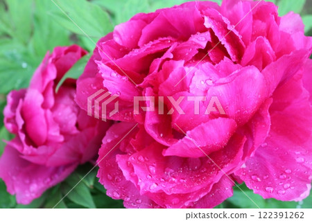 Peony ~ ~ ✿Peony✿ ~ ~ Peony ~ ~ ✿Peony✿ ~ ~ 122391262