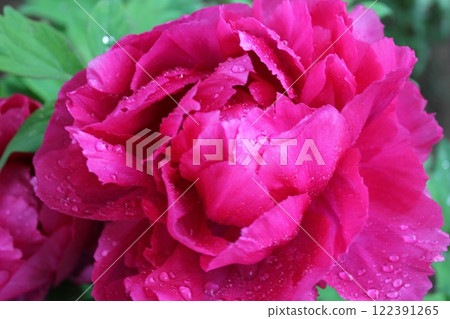 Peony ~ ~ ✿Peony✿ ~ ~ Peony ~ ~ ✿Peony✿ ~ ~ 122391265