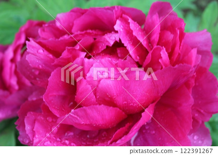 Peony ~ ~ ✿Peony✿ ~ ~ 122391267