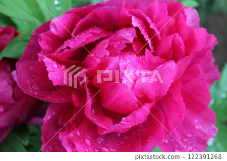 Peony ~ ~ ✿Peony✿ ~ ~ 122391268