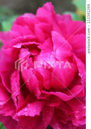 牡丹~~✿牡丹✿~~ 122391269