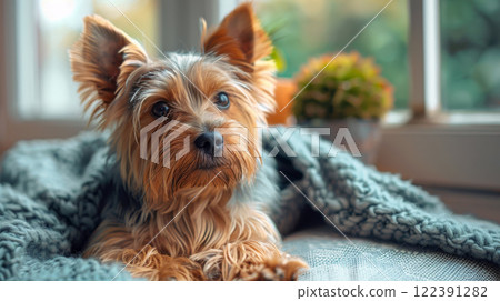 **Yorkshire Terrier Curled Up on a Soft Blanket by a Window, with Fluffy Tan and Blue Coat Against Warm Interior Decor** 122391282