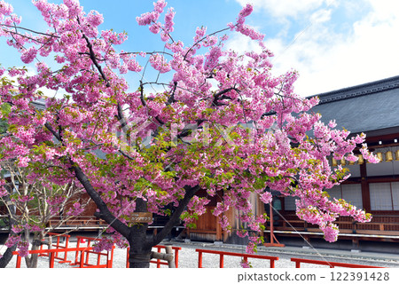 Kawazu cherry blossoms in full bloom in the spring sunshine at Toji Temple Dainichido Hall Kawazu cherry blossoms in full bloom in the spring sunshine at Toji Temple Dainichido Hall 122391428