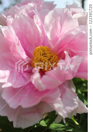 Peony ~ ~ ✿Peony✿ ~ ~ Peony ~ ~ ✿Peony✿ ~ ~ 122391720