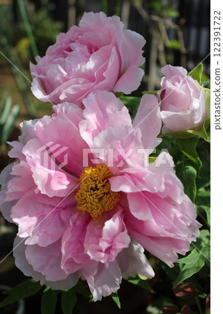 Peony ~ ~ ✿Peony✿ ~ ~ Peony ~ ~ ✿Peony✿ ~ ~ 122391722