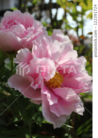 Peony ~ ~ ✿Peony✿ ~ ~ 122391724