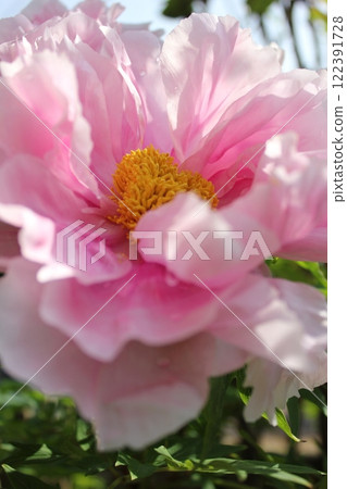 Peony ~ ~ ✿Peony✿ ~ ~ Peony ~ ~ ✿Peony✿ ~ ~ 122391728