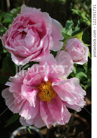 Peony ~ ~ ✿Peony✿ ~ ~ Peony ~ ~ ✿Peony✿ ~ ~ 122391731