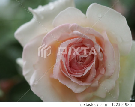 Roses in the Rain by Pierre de Ronsard Roses in the Rain by Pierre de Ronsard 122391986