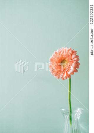 玻璃瓶中的粉紅色非洲菊，淺藍色背景 122392321