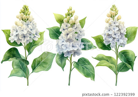 Spring lilac flowers 122392399