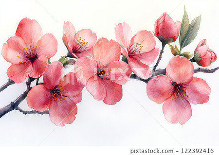 Pink blossom of sakura Pink blossom of sakura 122392416